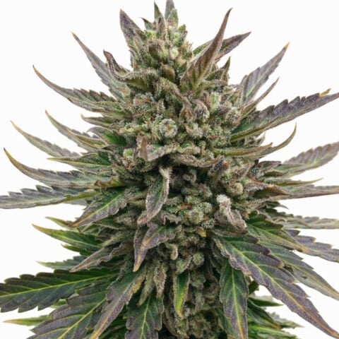 Lambs Bread Cannabis Seeds