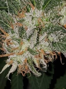 Maui Wowie trichomes