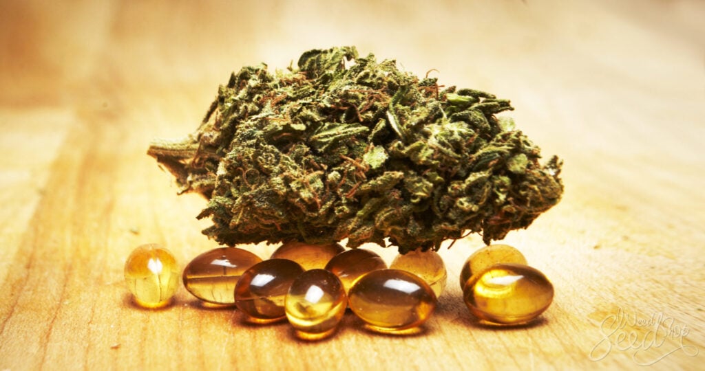 Medical Benefits of Harmony Rose