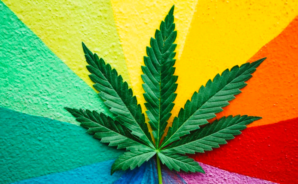 Medical Cannabis Flavonoids vs Other Plant Flavonoids