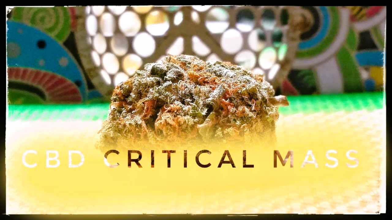 Medical Strain Analysis CBD Critical Mass