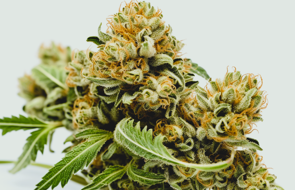 Medical Strain Analysis Emerald Dream CBD
