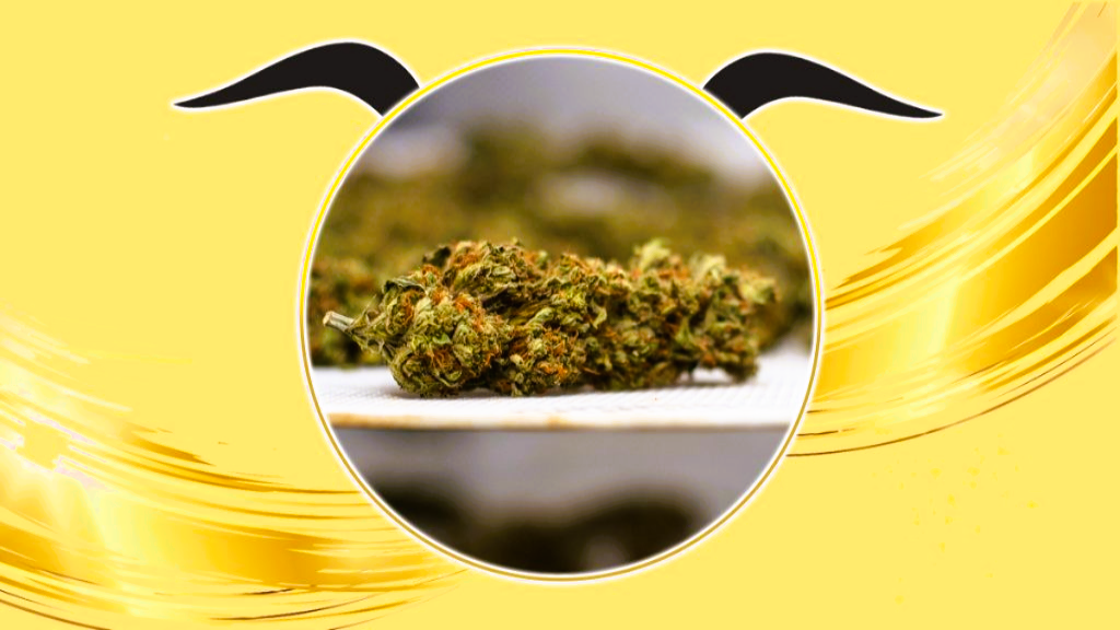 Medical Strain Analysis Golden Goat CBD