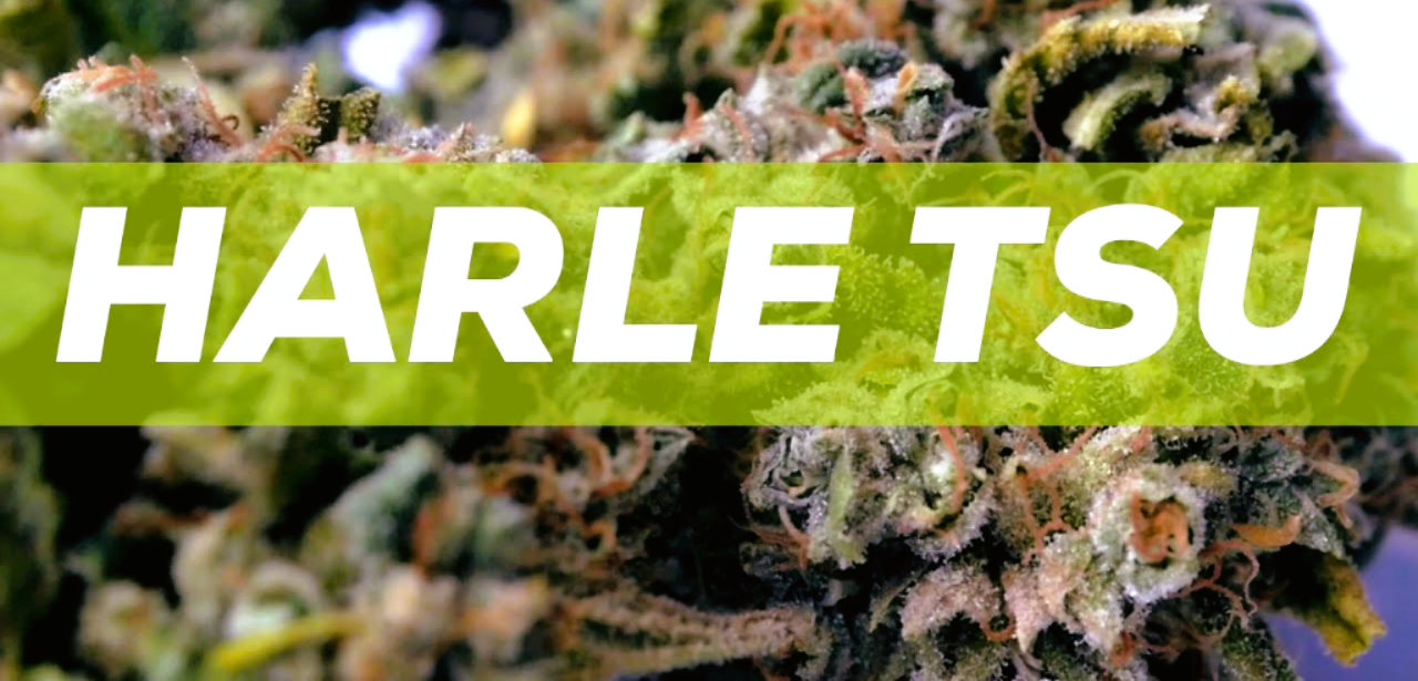 Medical Strain Analysis Harle Tsu
