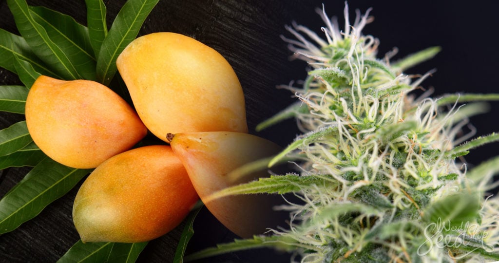 Medical Strain Analysis Mango Kush