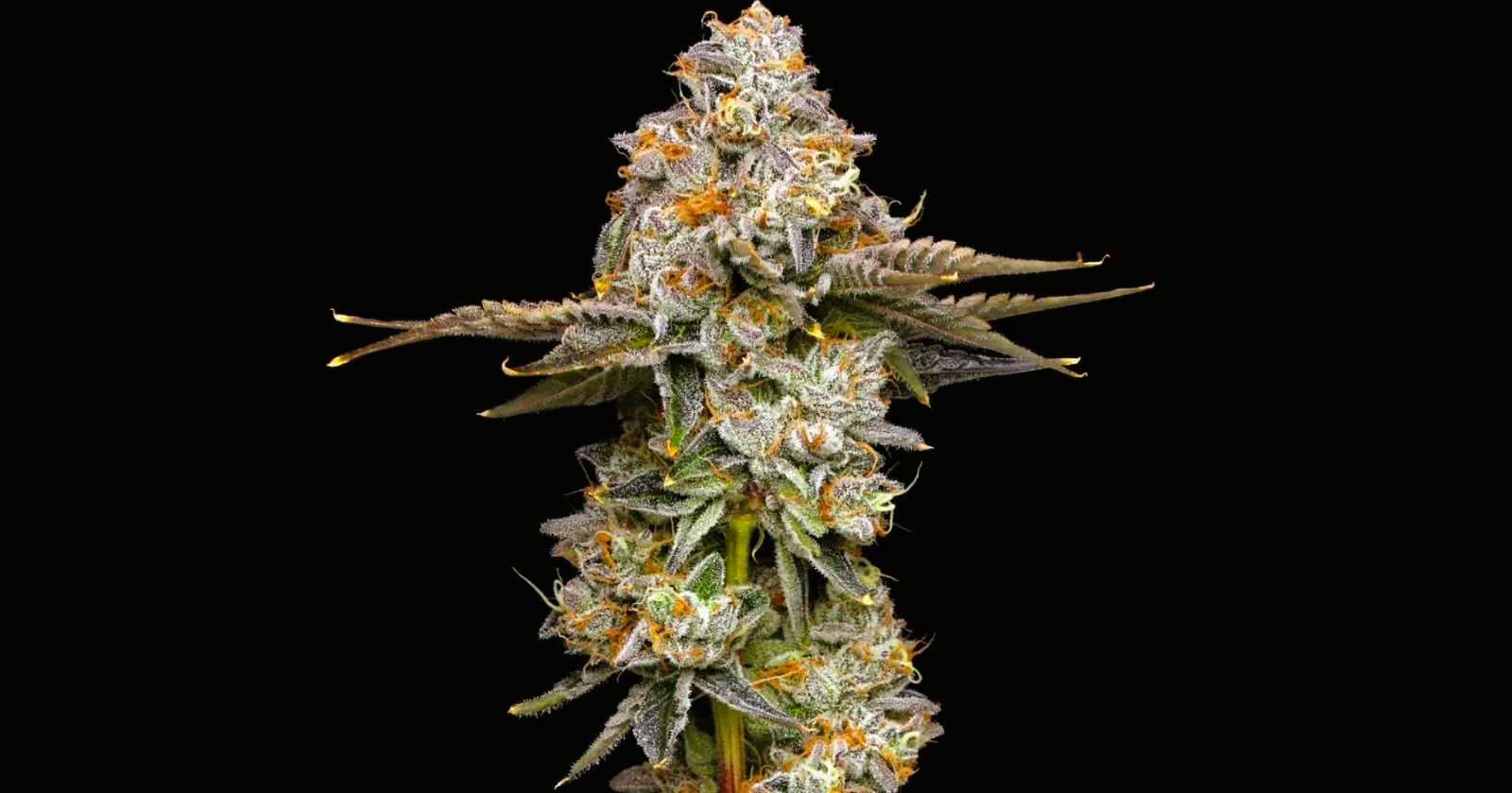 Medical Strain Analysis Moon Drops 2