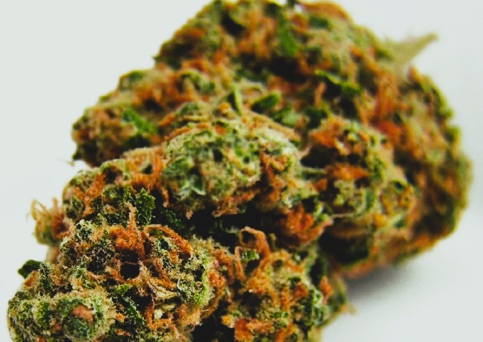 Medical Strain Analysis Mountain Mist