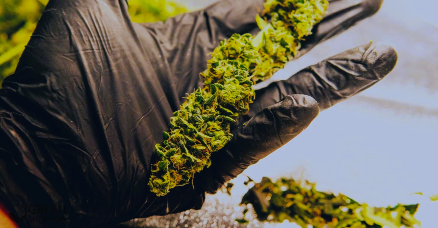 Medical Strain Analysis Pure CBD