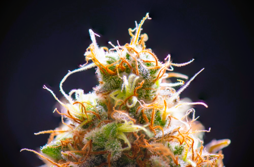 Medical Strain Analysis Sweet CBD