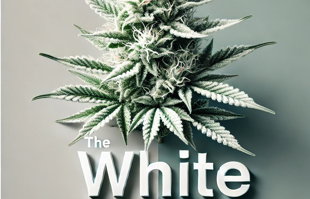 Medical Strain Analysis The White