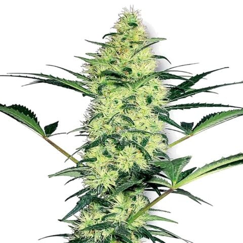 Mothers Helper cannabis seeds