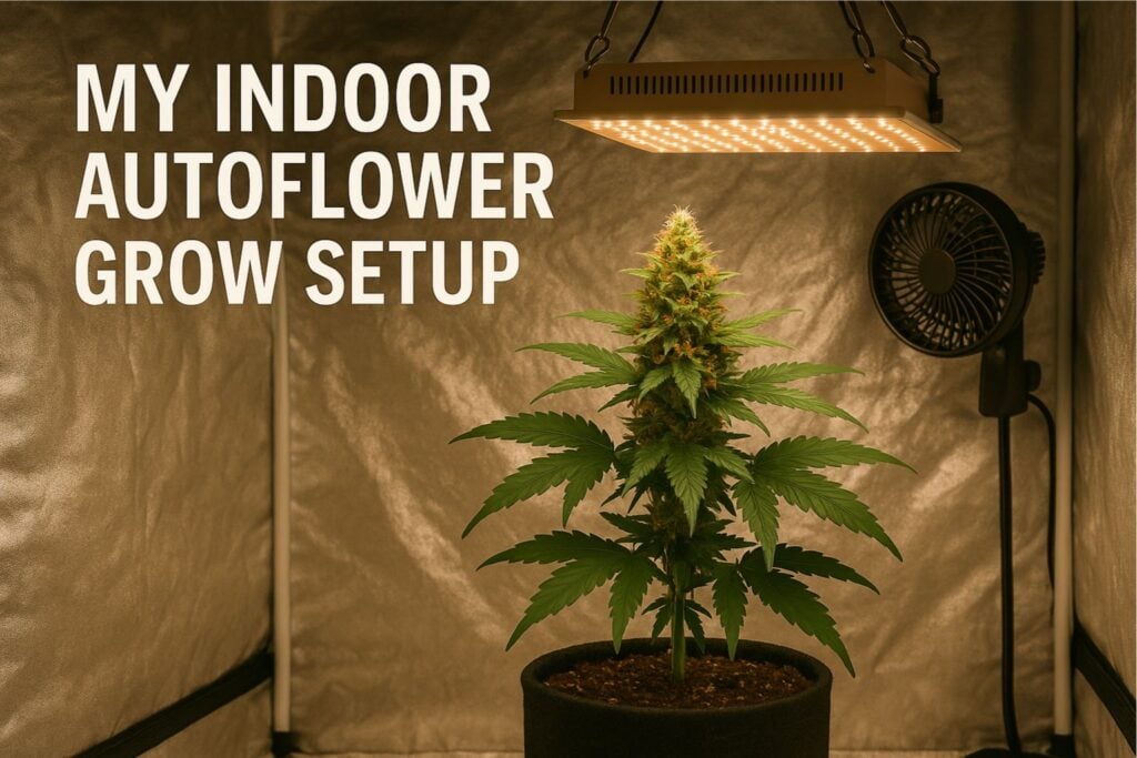 indoor autoflower grow setup
