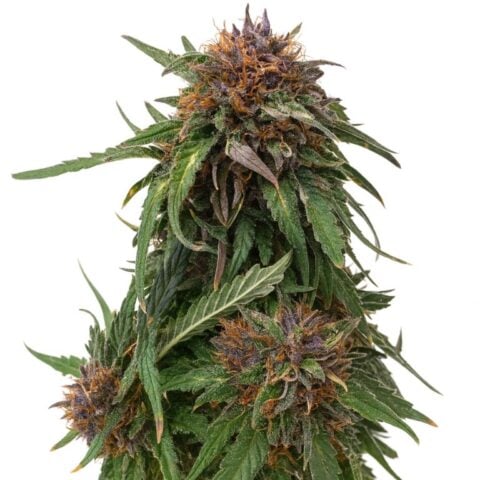 Nightcap cannabis seeds