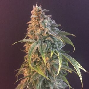 Nuken trichomes