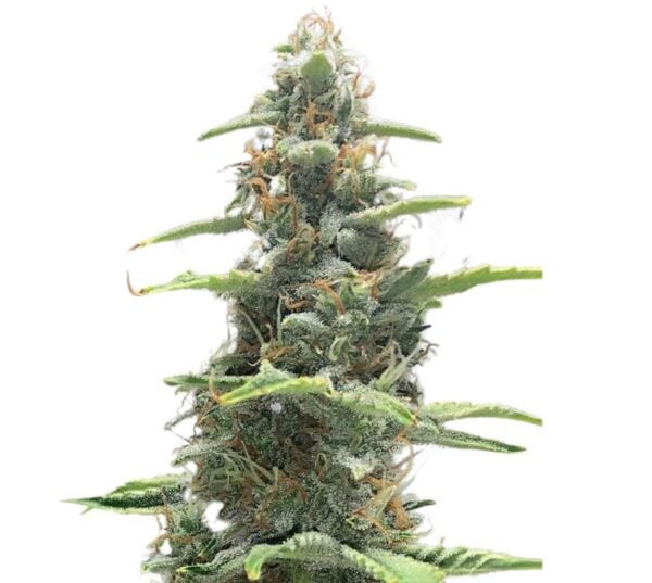 OG LA Affie Cannabis Seeds