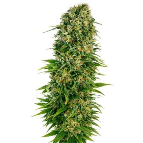 OGs Pearl Cannabis Seeds