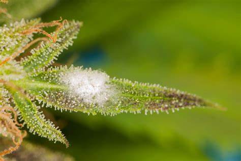 Moldy Cannabis
