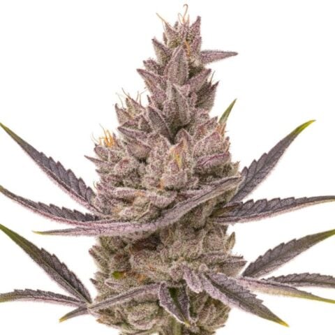 Orange Kush Cake cannabis seeds