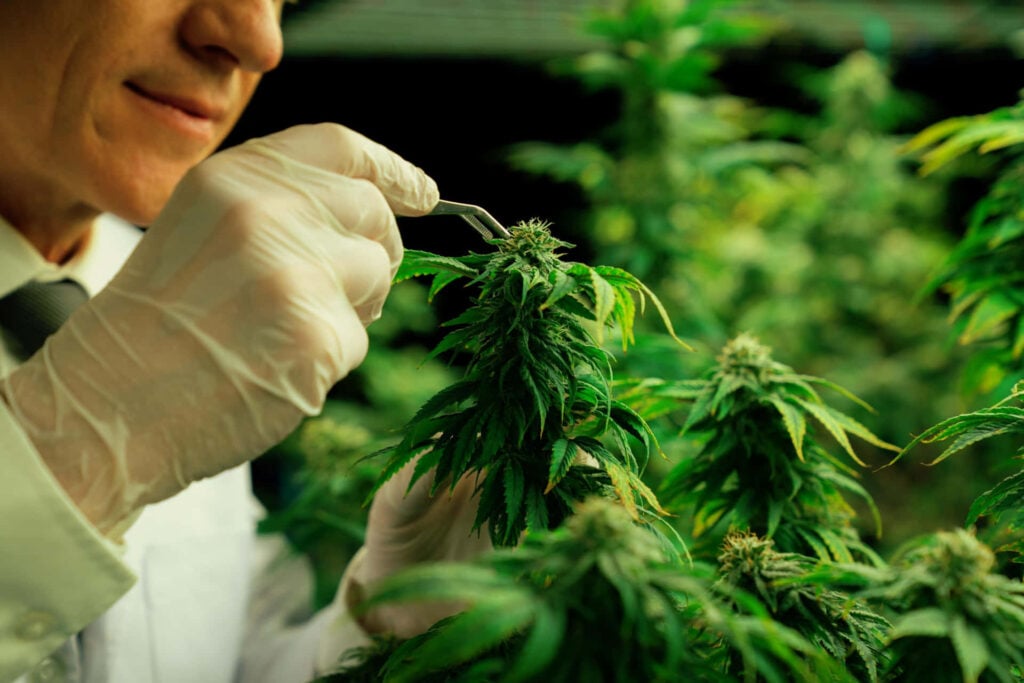 Origins of CBD Critical Mass