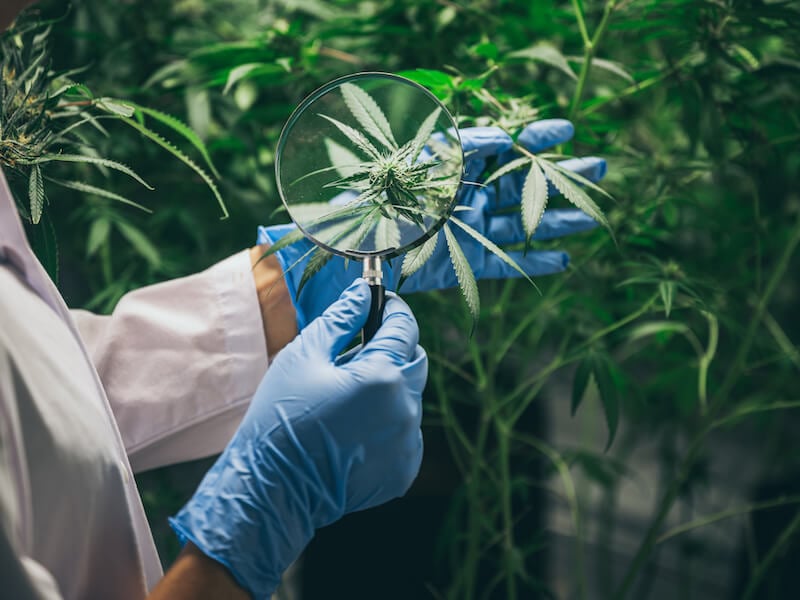 Origins of Kosher Kush