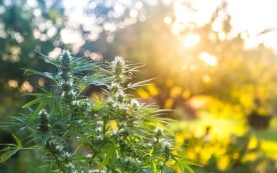 Outdoor Cannabis Seeds That Finish in 8-10 Weeks