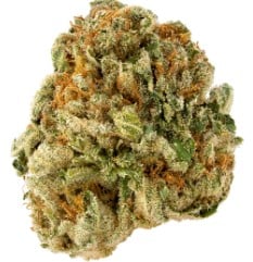 Outdoor Cannabis Seeds That Finish in 8 10 Weeks b