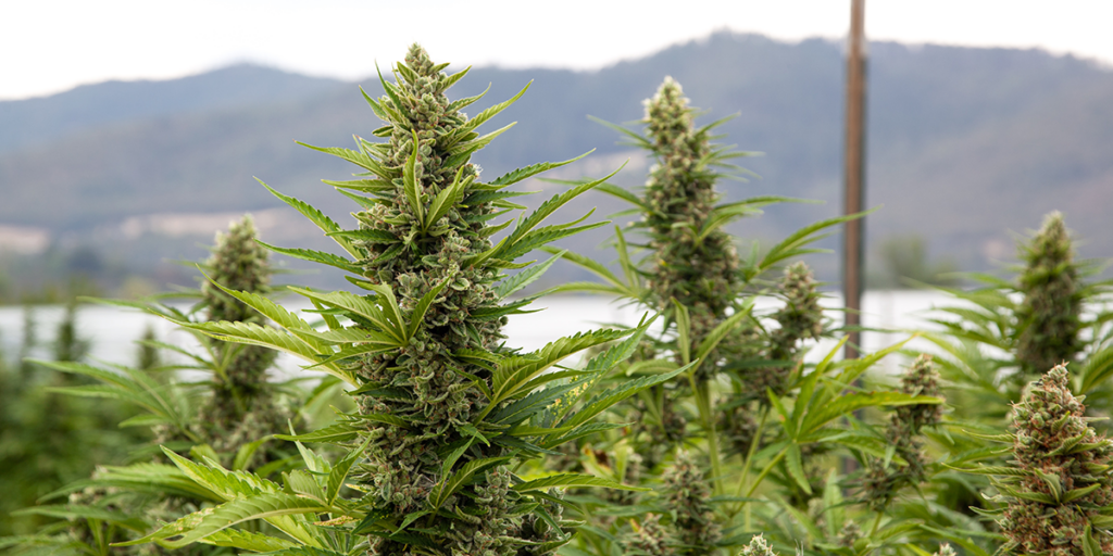 Light Exposure for Medical Cannabis