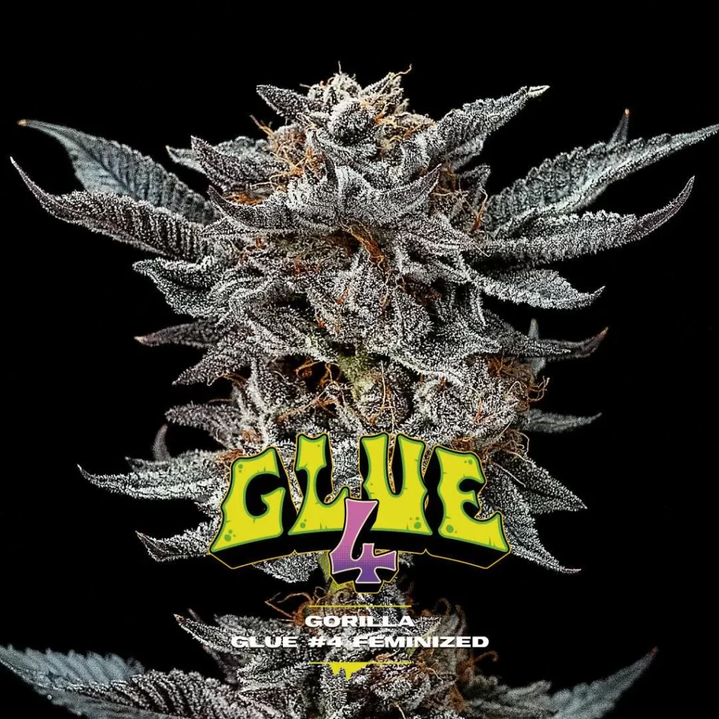 PIEZAS WEB GORILLA KINGDOM GORILLA GLUE 1