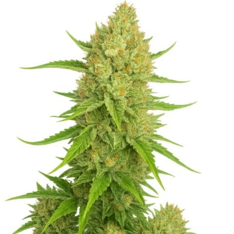 Papaya Cookies strain