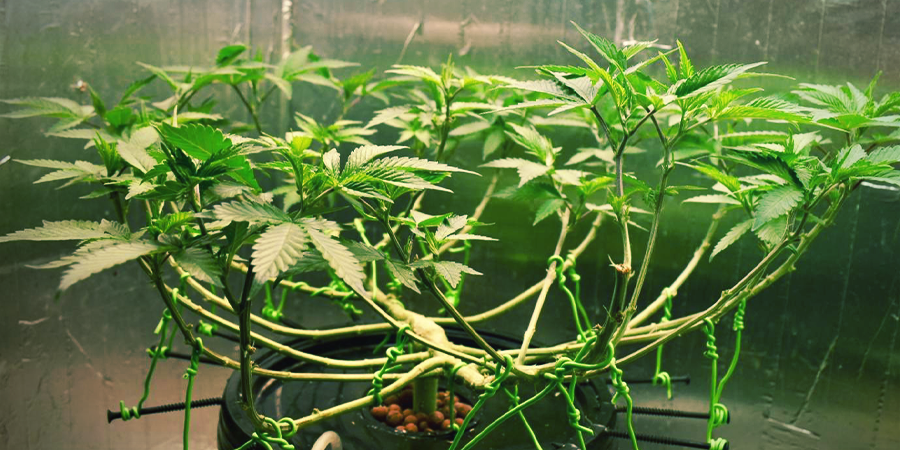 Picking The Right Strain For Low Stress Training