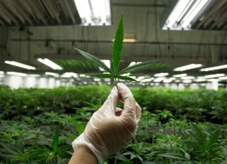 Purple Cotton Candy cultivation