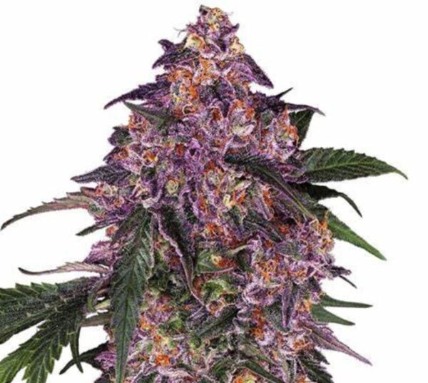Purple Bush Cannabis Seeds