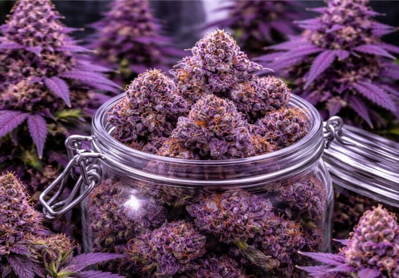 purple cannabis strains
