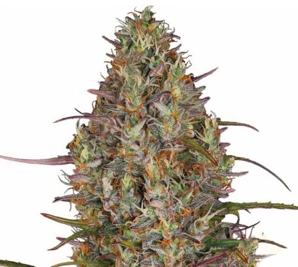 Purple Elephant Cannabis Seeds