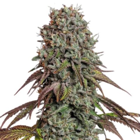 Purple People Eater Cannabis Seeds