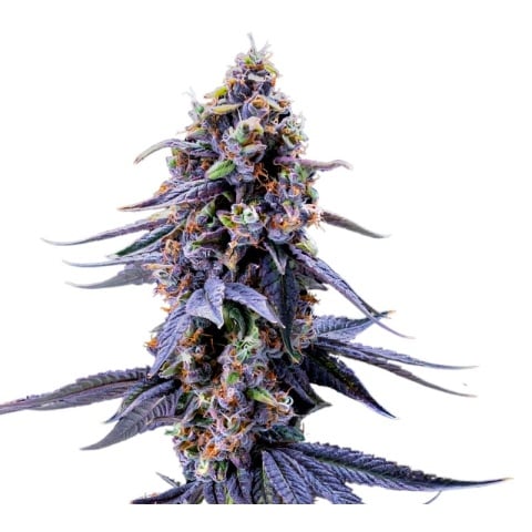 Rene Mist Cannabis Seeds