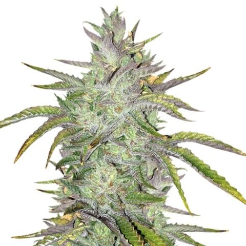 Rockbud Cannabis Seeds