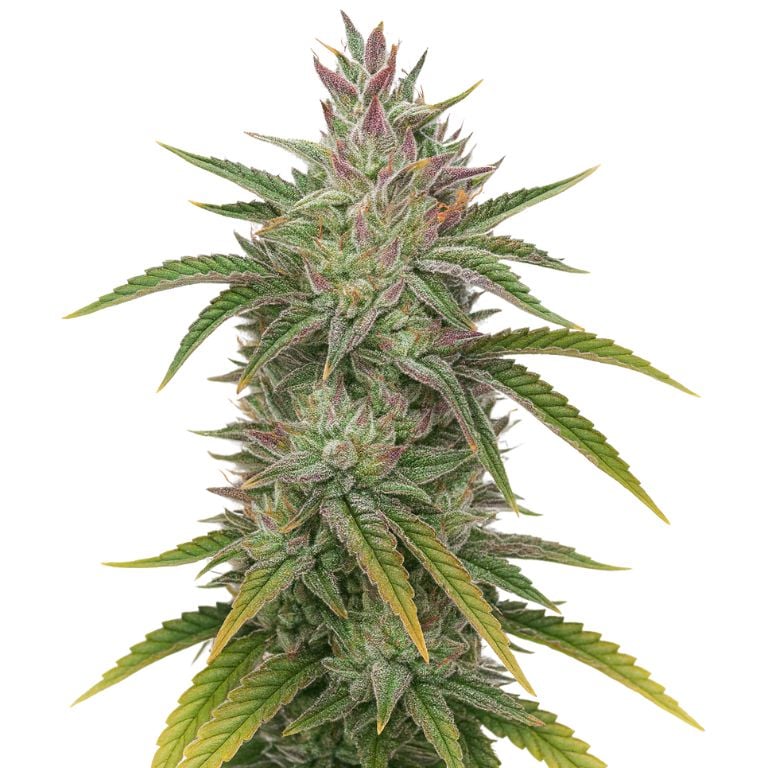 Rockbud cannabis seeds