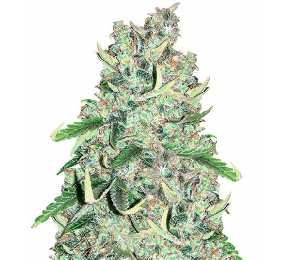 Royal Medic Cannabis Seeds
