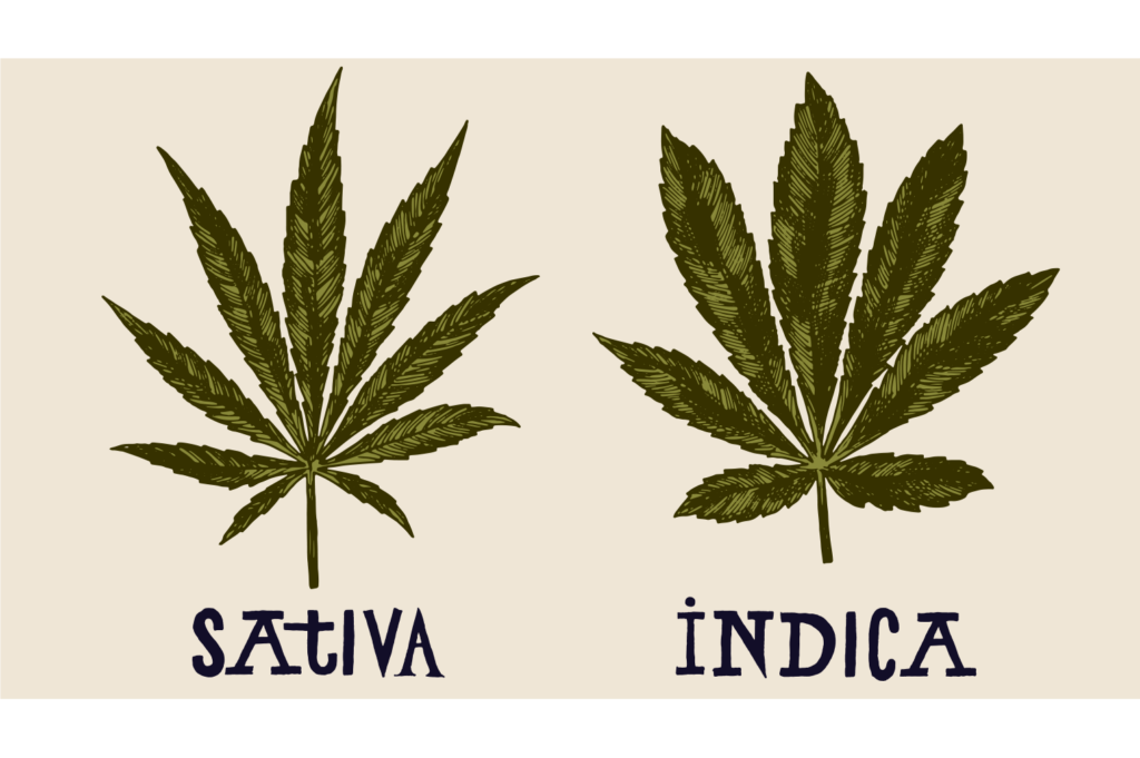 Indica VS Sativa and what are the differences?