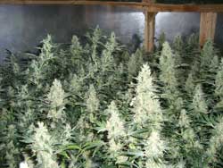 Scrog sm