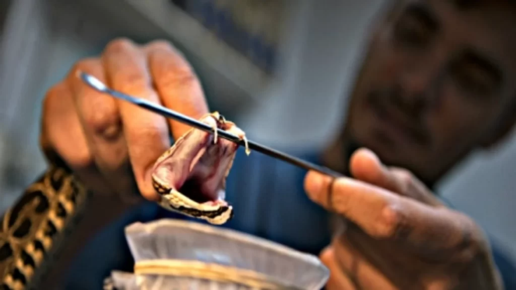 Snake Venom Natures Precision Pharmacology