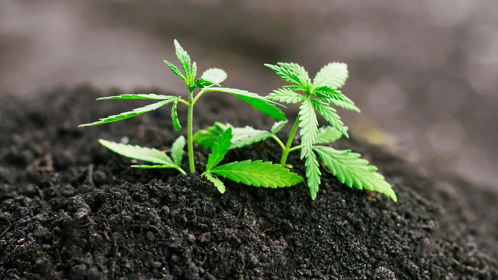 Soil Grown Cannabis Traditional Methods and Benefits 1