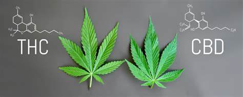 Soul Shine thc