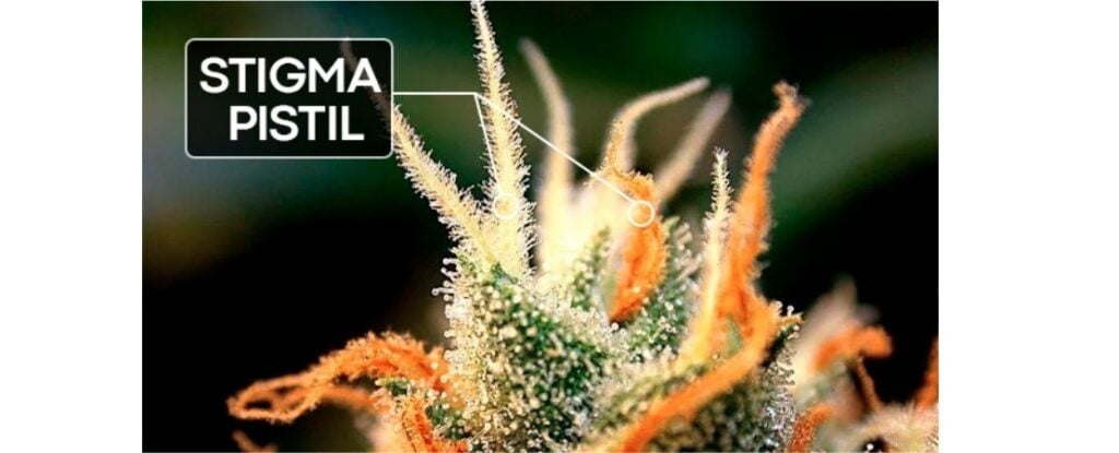 Anatomy and Function of Pistils in Cannabis