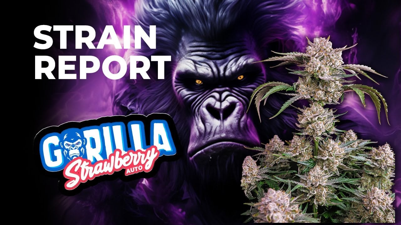 Strawberry Gorilla