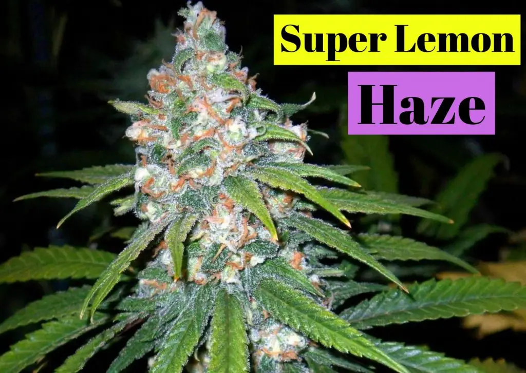 Super Lemon