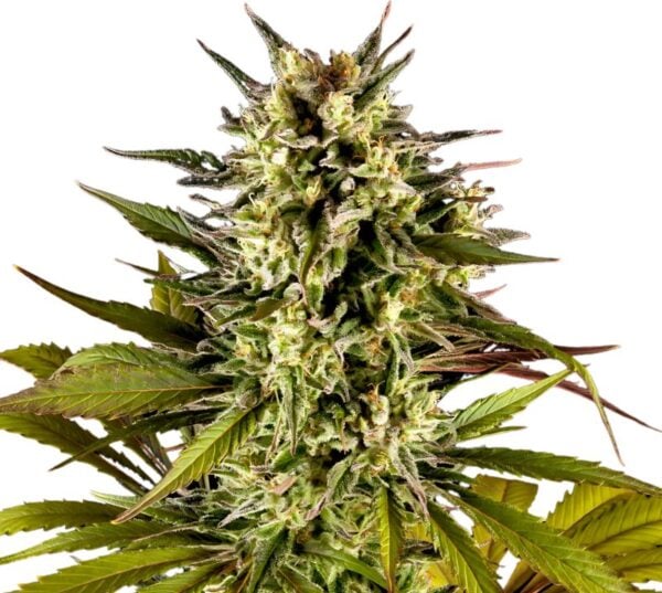Sweet ZZ Cannabis Seeds