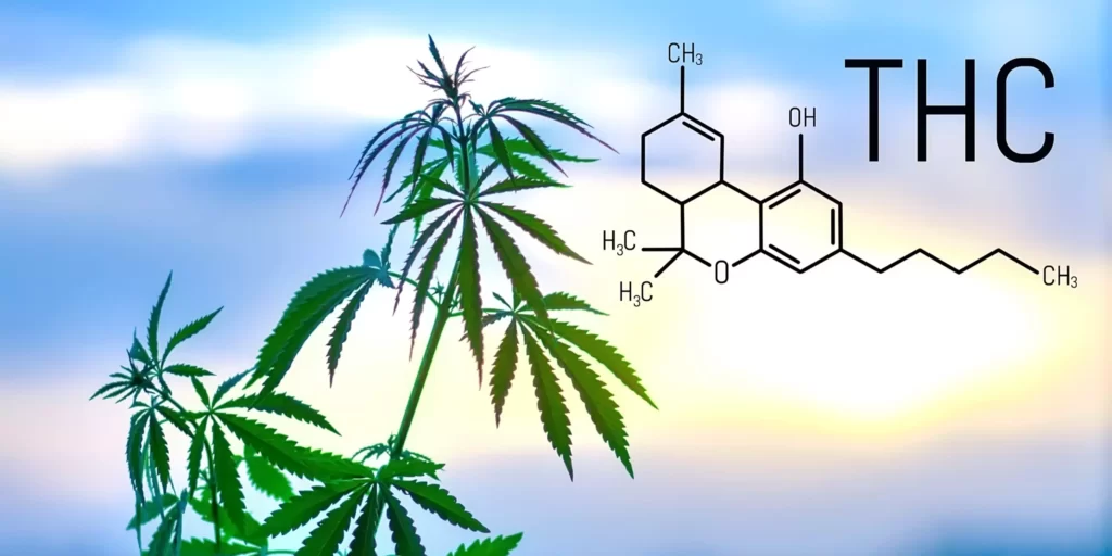 THC A Major Cannabinoid with Potent Therapeutic Effects