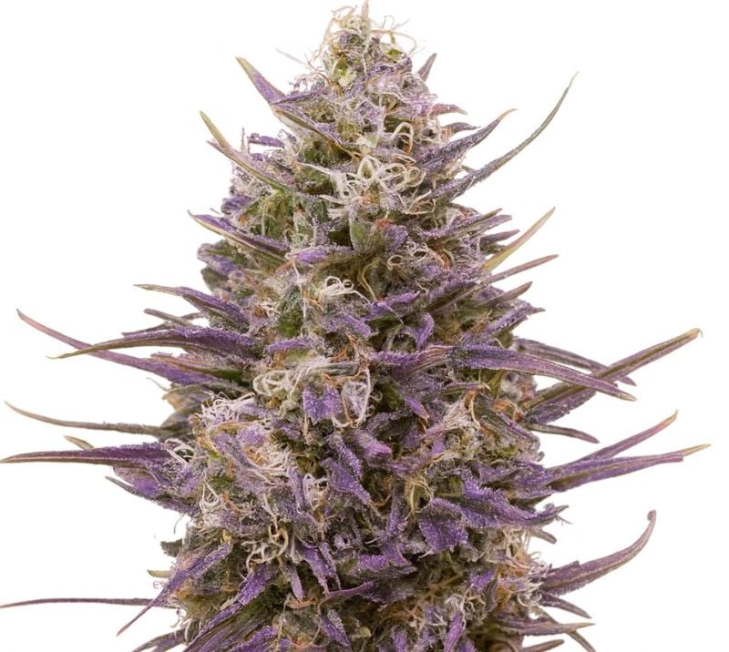 Tangerine Dream Cannabis Seeds